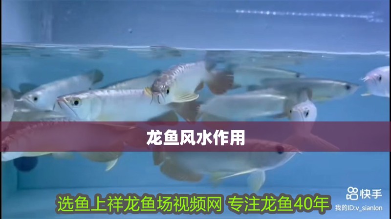 龍魚風(fēng)水作用