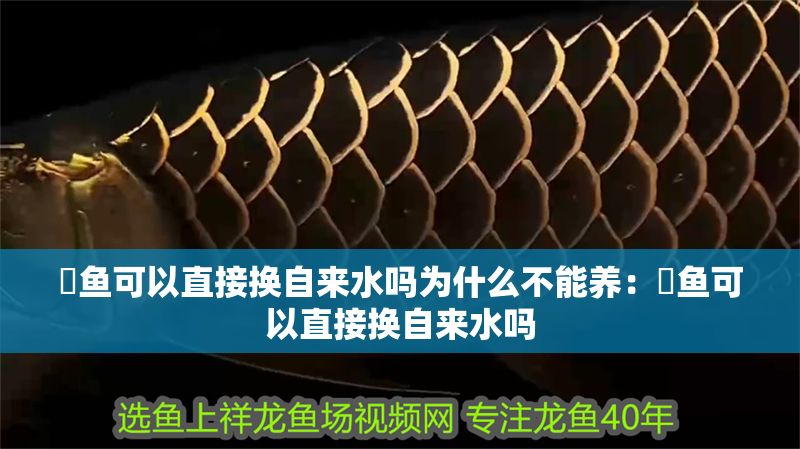 魟魚可以直接換自來水嗎為什么不能養：魟魚可以直接換自來水嗎