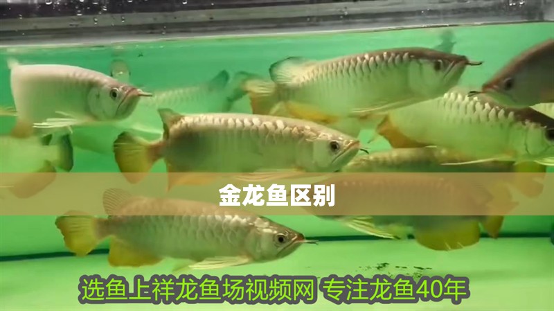 金龍魚區別