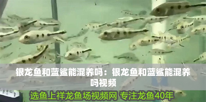 銀龍魚和藍鯊能混養(yǎng)嗎:銀龍魚和藍鯊能混養(yǎng)嗎視頻 水族問答 銀龍魚和藍鯊能混養(yǎng)嗎:銀龍魚和藍鯊能混養(yǎng)嗎視頻 銀龍魚和藍鯊能混養(yǎng)嗎:銀龍魚和藍鯊能混養(yǎng)嗎視頻 水族問答