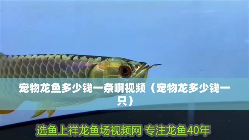 寵物龍魚多少錢一條啊視頻（寵物龍多少錢一只）