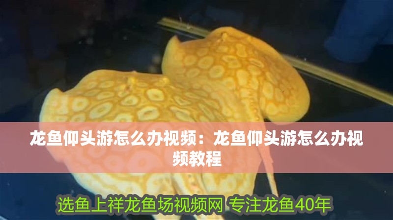 龍魚仰頭游怎么辦視頻：龍魚仰頭游怎么辦視頻教程
