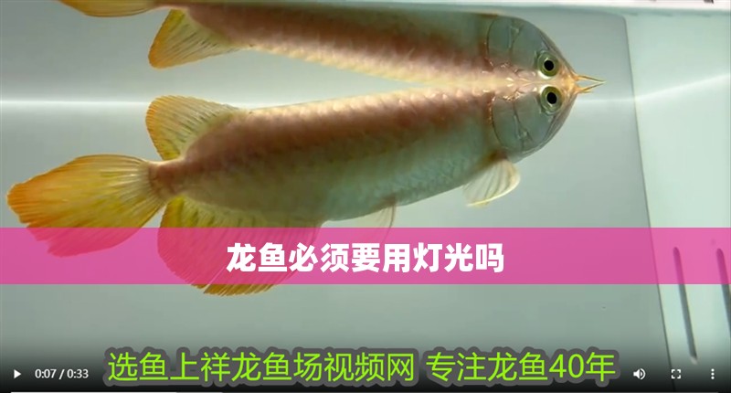 龍魚必須要用燈光嗎