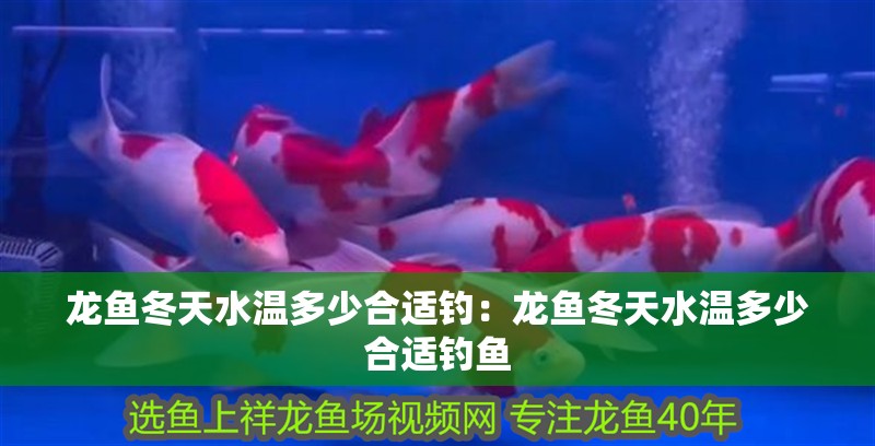 龍魚冬天水溫多少合適釣：龍魚冬天水溫多少合適釣魚