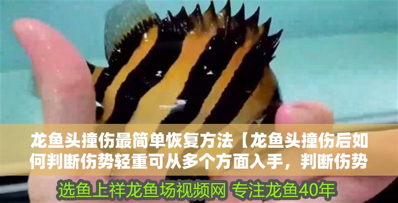 龍魚干蝦有營養嗎 龍魚頭撞傷最簡單恢復方法【龍魚頭撞傷后如何判斷傷勢輕重可從多個方面入手,判斷傷勢輕重】 水族問答 龍魚頭撞傷最簡單恢復方法【龍魚頭撞傷后如何判斷傷勢輕重可從多個方面入手,判斷傷勢輕重】 龍魚頭撞傷最簡單恢復方法【龍魚頭撞傷后如何判斷傷勢輕重可從多個方面入手,判斷傷勢輕重】 水族問答
