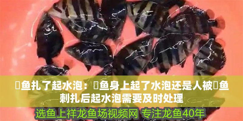 魟魚扎了起水泡：魟魚身上起了水泡還是人被魟魚刺扎后起水泡需要及時處理