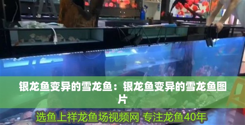 銀龍魚變異的雪龍魚：銀龍魚變異的雪龍魚圖片