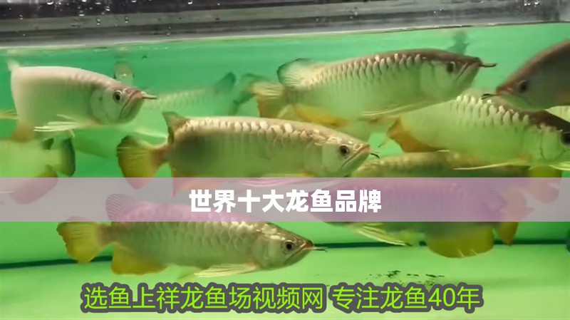 世界十大龍魚品牌