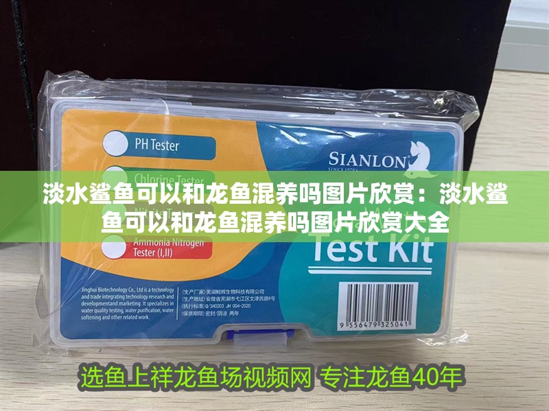 淡水鯊魚可以和龍魚混養嗎圖片欣賞：淡水鯊魚可以和龍魚混養嗎圖片欣賞大全