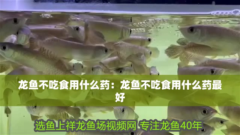 龍魚不吃食用什么藥：龍魚不吃食用什么藥最好