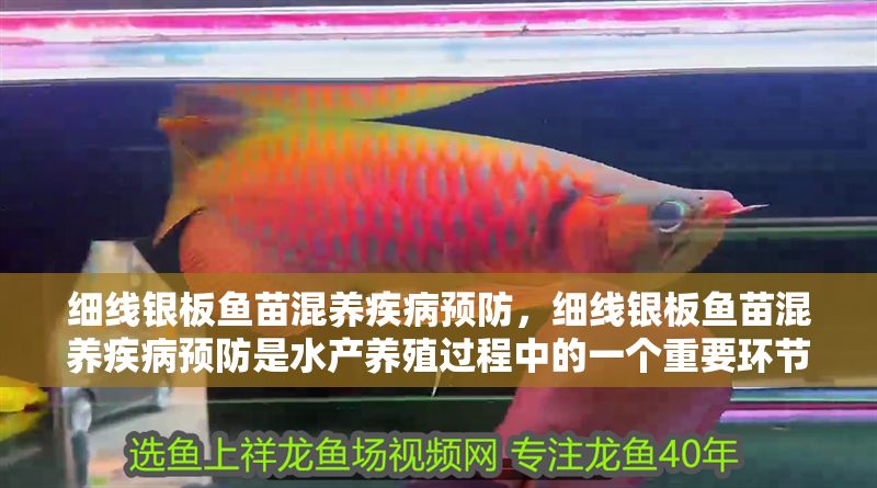 細線銀板魚苗混養疾病預防，細線銀板魚苗混養疾病預防是水產養殖過程中的一個重要環節