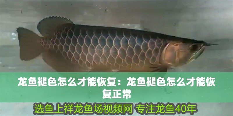 龍魚褪色怎么才能恢復：龍魚褪色怎么才能恢復正常