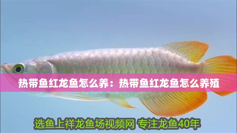 熱帶魚紅龍魚怎么養(yǎng):熱帶魚紅龍魚怎么養(yǎng)殖 水族問答 熱帶魚紅龍魚怎么養(yǎng):熱帶魚紅龍魚怎么養(yǎng)殖 熱帶魚紅龍魚怎么養(yǎng):熱帶魚紅龍魚怎么養(yǎng)殖 水族問答