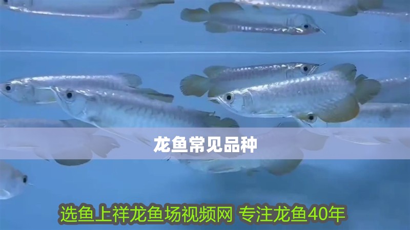 龍魚常見品種