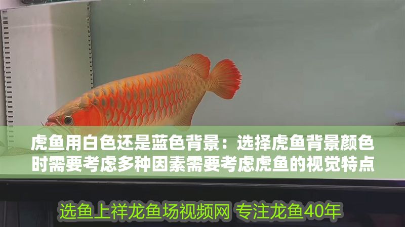 虎魚用白色還是藍色背景：選擇虎魚背景顏色時需要考慮多種因素需要考慮虎魚的視覺特點 虎魚用白色還是藍色背景：選擇虎魚背景顏色時需要考慮多種因素需要考慮虎魚的視覺特點 虎魚百科 第2張