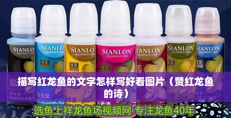 描寫紅龍魚的文字怎樣寫好看圖片（贊紅龍魚的詩）