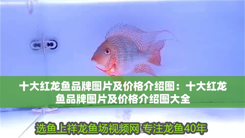 十大紅龍魚品牌圖片及價格介紹圖：十大紅龍魚品牌圖片及價格介紹圖大全