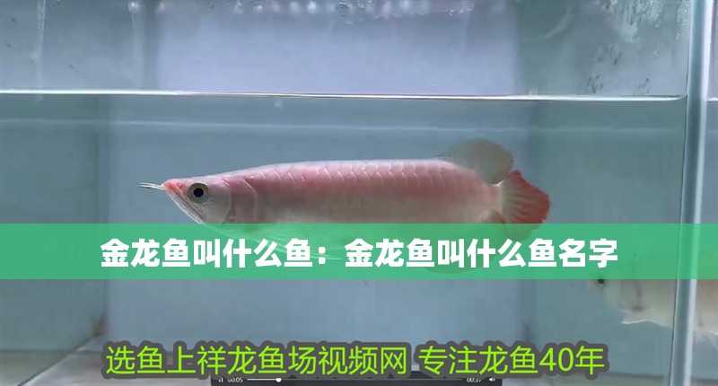 金龍魚叫什么魚：金龍魚叫什么魚名字 金龍魚叫什么魚：金龍魚叫什么魚名字 水族問答