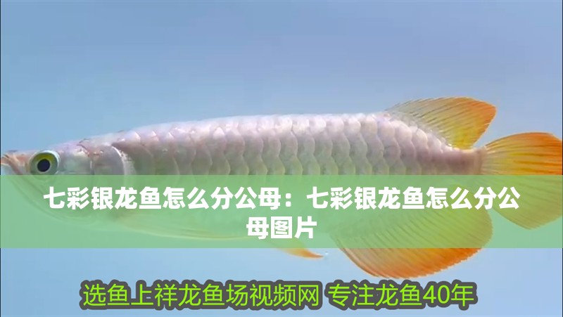 七彩銀龍魚怎么分公母：七彩銀龍魚怎么分公母圖片