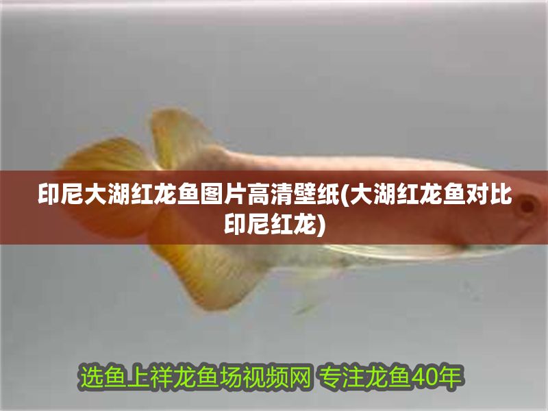 印尼大湖紅龍魚圖片高清壁紙(大湖紅龍魚對比印尼紅龍)