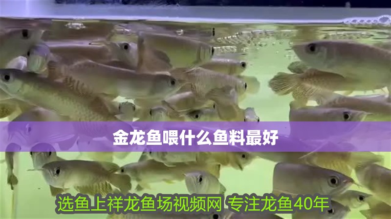 金龍魚喂什么魚料最好