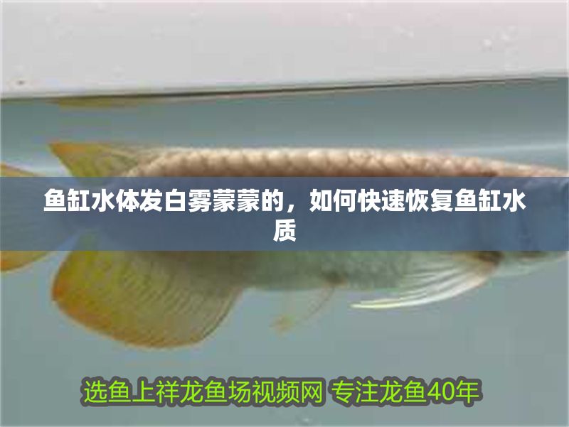 魚缸水體發白霧蒙蒙的，如何快速恢復魚缸水質