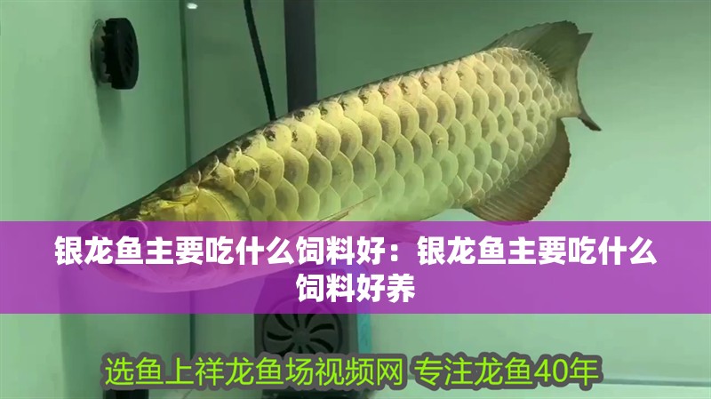 銀龍魚主要吃什么飼料好：銀龍魚主要吃什么飼料好養