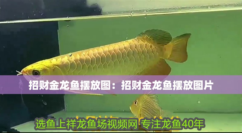 招財金龍魚擺放圖：招財金龍魚擺放圖片