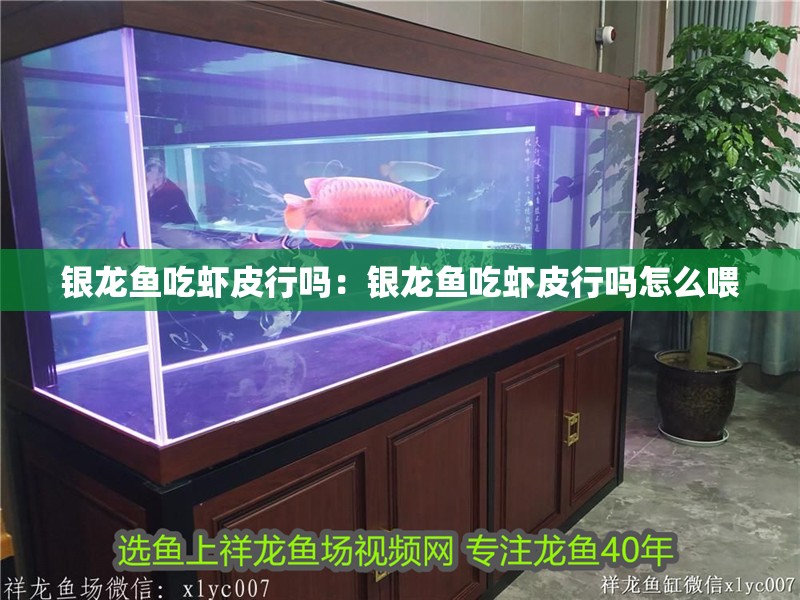 銀龍魚吃蝦皮行嗎：銀龍魚吃蝦皮行嗎怎么喂
