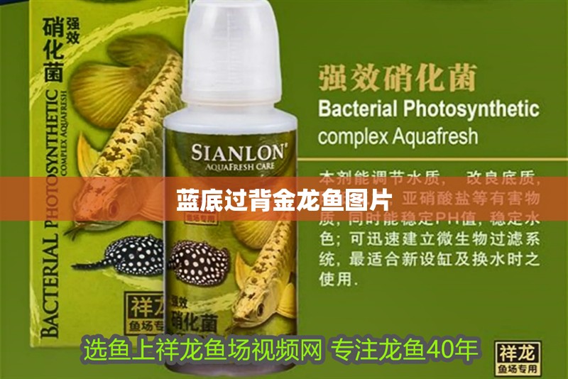 藍底過背金龍魚圖片