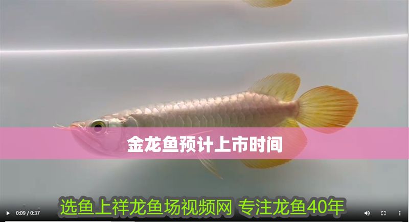 金龍魚預計上市時間