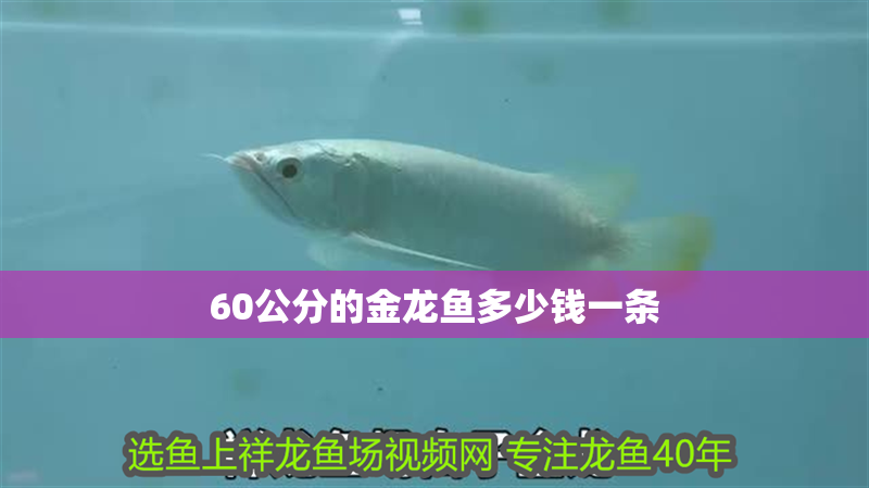 60公分的金龍魚多少錢一條