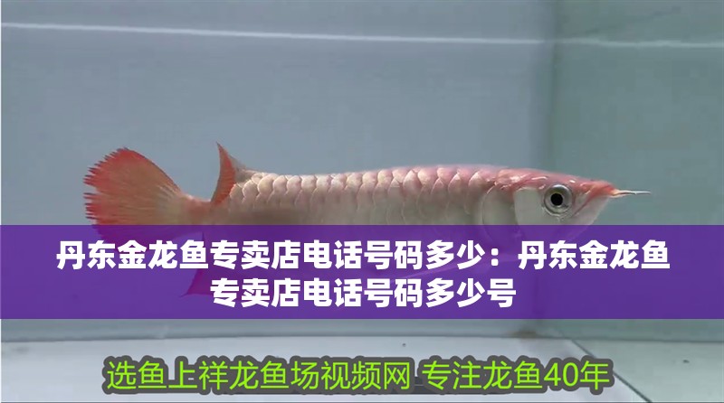 丹東金龍魚專賣店電話號碼多少：丹東金龍魚專賣店電話號碼多少號