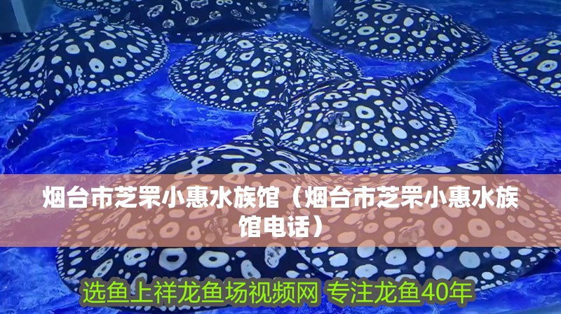 煙臺市芝罘小惠水族館（煙臺市芝罘小惠水族館電話）
