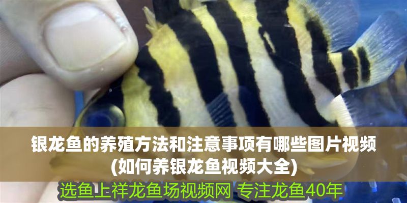 銀龍魚的養殖方法和注意事項有哪些圖片視頻(如何養銀龍魚視頻大全)