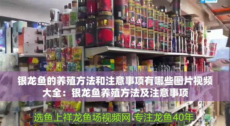銀龍魚的養殖方法和注意事項有哪些圖片視頻大全：銀龍魚養殖方法及注意事項
