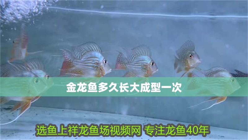 金龍魚(yú)多久長(zhǎng)大成型一次