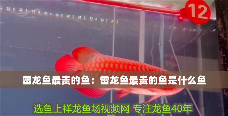 雷龍魚最貴的魚：雷龍魚最貴的魚是什么魚