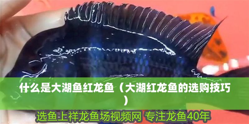 什么是大湖魚紅龍魚（大湖紅龍魚的選購技巧）