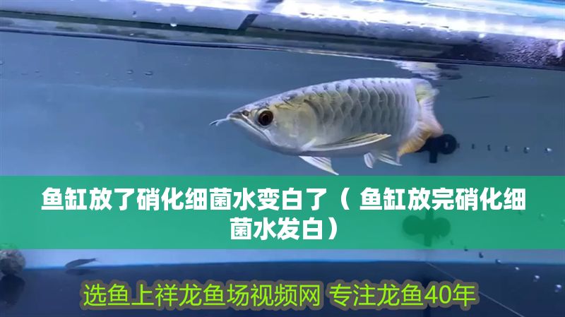魚缸放了硝化細菌水變白了（ 魚缸放完硝化細菌水發白）