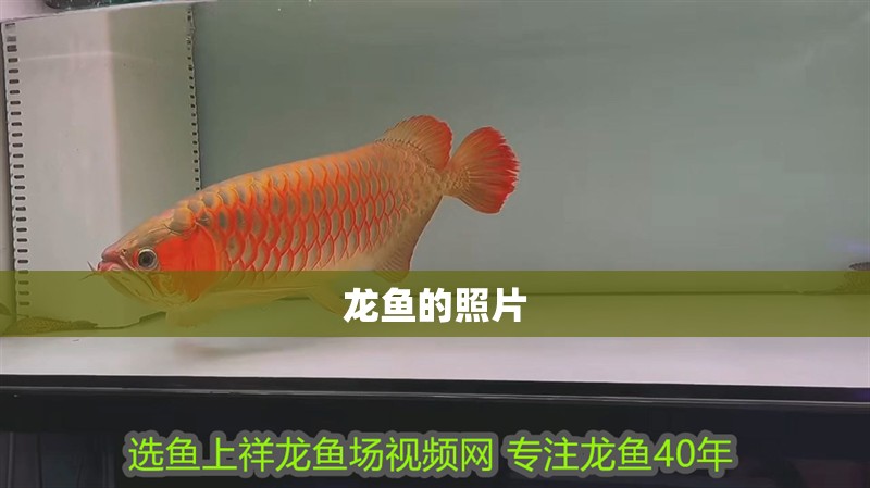 龍魚的照片