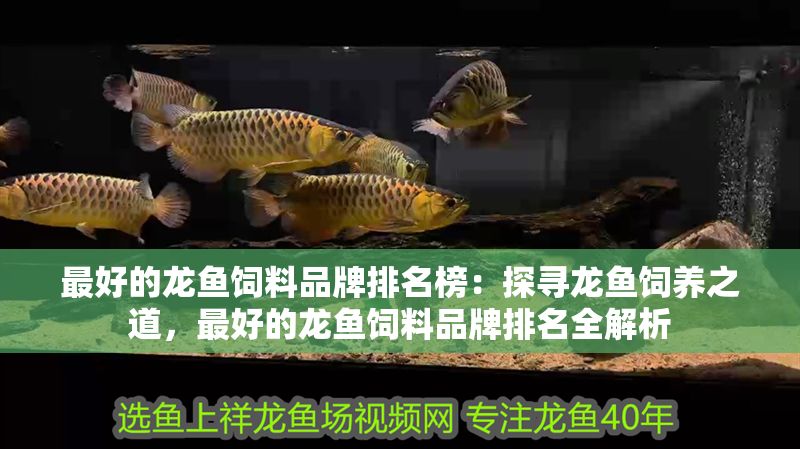 最好的龍魚飼料品牌排名榜：探尋龍魚飼養之道，最好的龍魚飼料品牌排名全解析