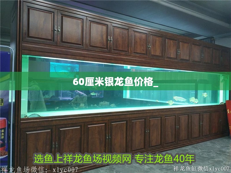 60厘米銀龍魚價格_
