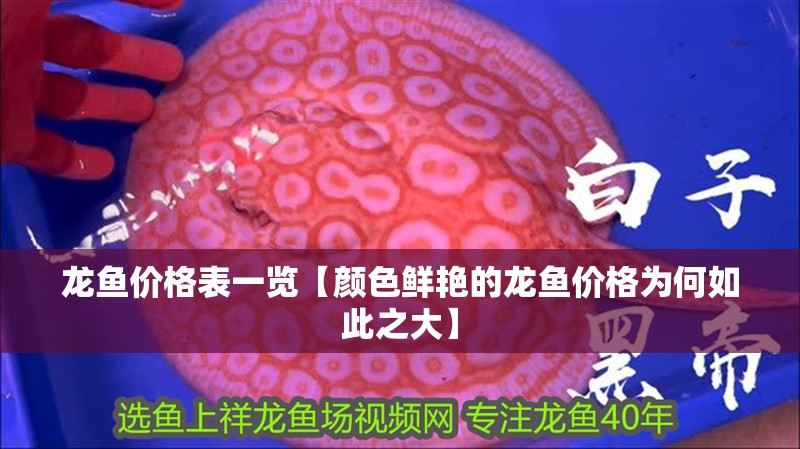 龍魚價格表一覽【顏色鮮艷的龍魚價格為何如此之大】 龍魚價格表一覽【顏色鮮艷的龍魚價格為何如此之大】 水族問答