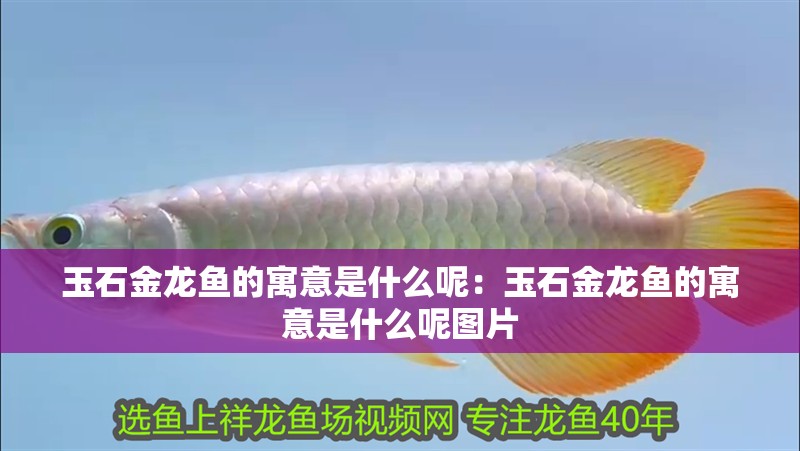 玉石金龍魚的寓意是什么呢：玉石金龍魚的寓意是什么呢圖片