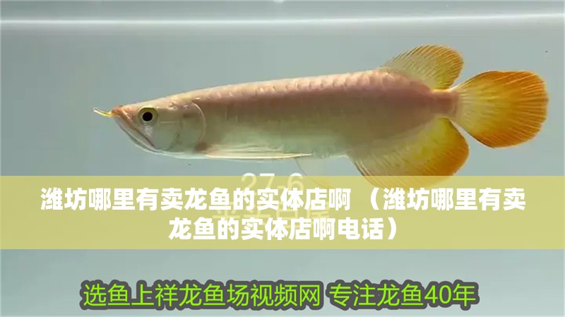 濰坊哪里有賣龍魚的實體店啊 （濰坊哪里有賣龍魚的實體店啊電話）