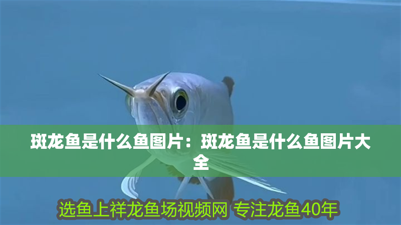 斑龍魚是什么魚圖片：斑龍魚是什么魚圖片大全