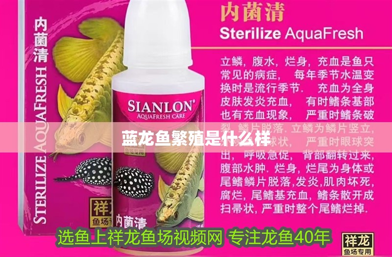 藍(lán)龍魚繁殖是什么樣