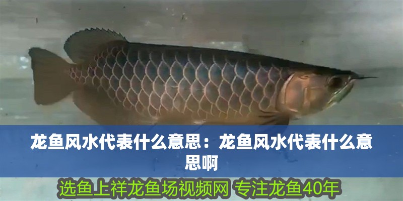 龍魚風水代表什么意思：龍魚風水代表什么意思啊