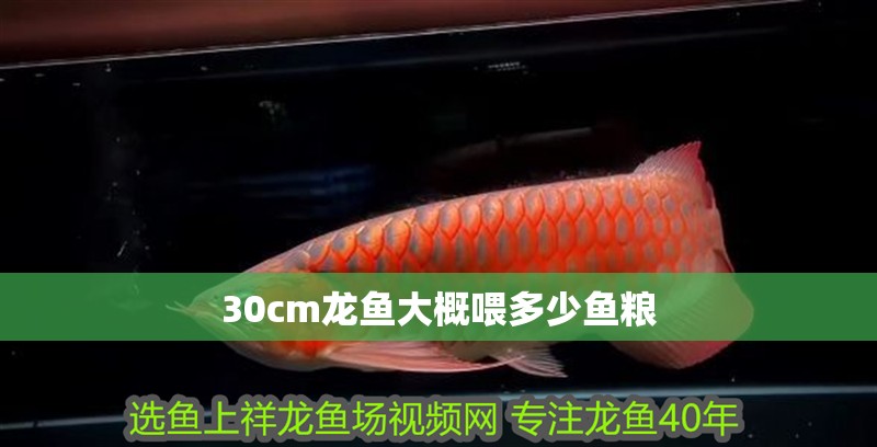 30cm龍魚大概喂多少魚糧